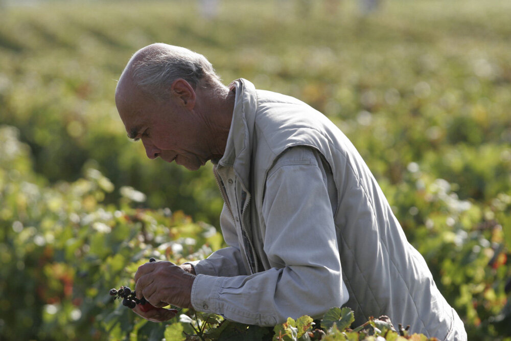 Dégustation de baie avant les vendanges